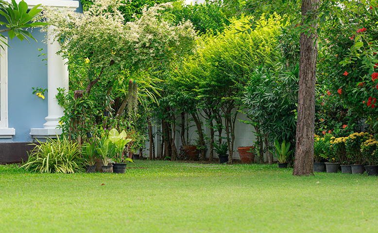 Why Tree Planting Services Are Essential for Your Residential Landscape?